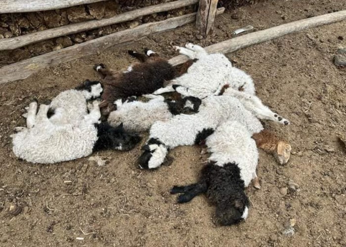 Дорнод аймгийн дөрвөн суманд малын гоц халдварт хонины цэцэг өвчин гарчээ