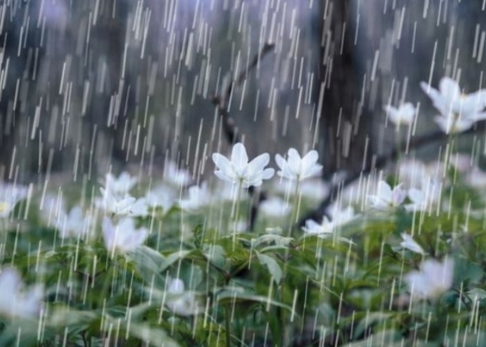 Хэдэн өдрүүдэд нутгийн хойд хэсгээр дуу цахилгаантай, аадар бороо орно