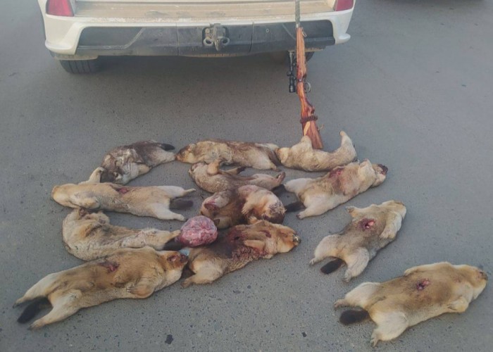 Баянзүрх дүүргийн Шар хоолойн аманд тарвага агнаж байсан иргэнийг илрүүлжээ