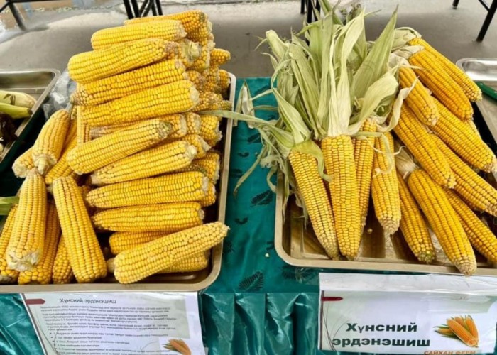Дарханчууд эрдэнэшиш тариалж, худалдаалж байна