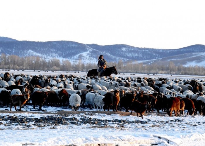 Өвлийн бэлтгэлийг бүсчилж зохион байгуулна