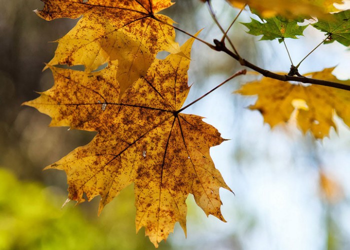 Ойрын өдрүүдэд нийт нутгаар цаг агаар тогтуун байна