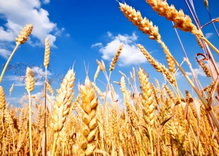 Монгол Улсын ургацын баланс 40 хувиар буурчээ