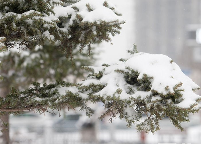 Төв болон зүүн аймгуудын нутгаар цас ахиу орж, цасны зузаан нэмэгдэх төлөвтэй байна