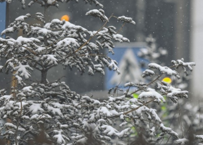 Энэ сарын 14-нийг хүртэлх цаг агаарын урьдчилсан төлөв