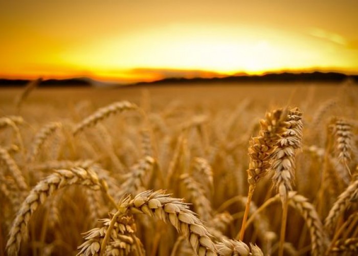 Хүнсний улаанбуудайн урамшууллыг олголоо