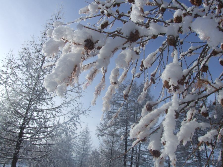 Өнөөдөр Алтай, Хангайн уулархаг нутгаар цас орж, нутгийн зүүн хагаст хүйтэн байна