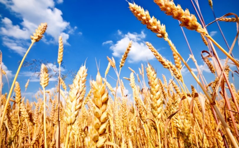 Монгол Улсын ургацын баланс 40 хувиар буурчээ