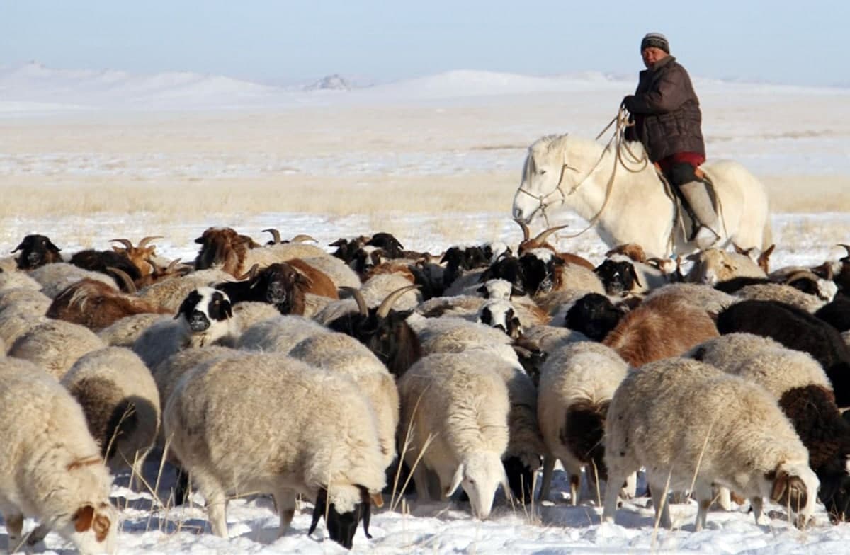 Мал, тэжээвэр амьтдын тооллого ням гарагт эхэлнэ