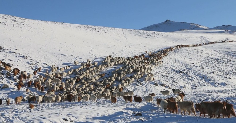 Нийт есөн аймгийн 36 сум цагаан зудтай байна