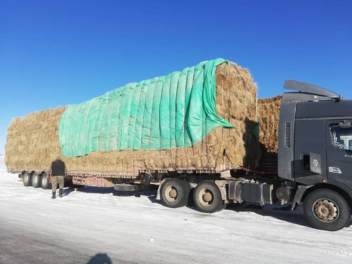 Улсын нөөцөөс аймаг сумдад 796 тонн өвс, 8154 тонн тэжээл олгов