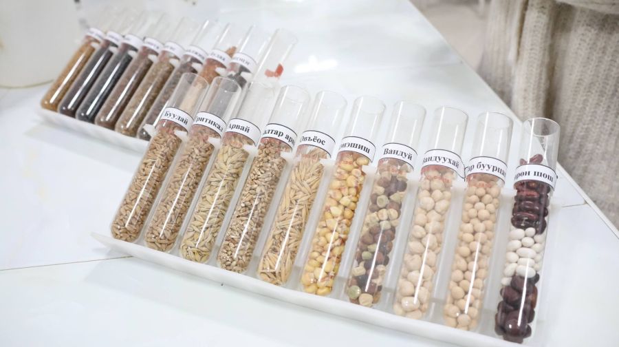 Төмсний арав гаруй сортыг шалгаруулж үйлдвэрлэлд нэвтрүүлжээ