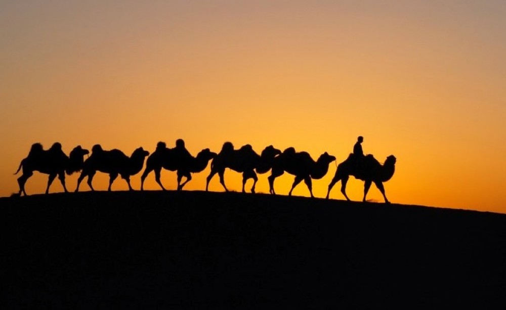 “Монгол тэмээний өдөрлөг” Лондон хотод болно