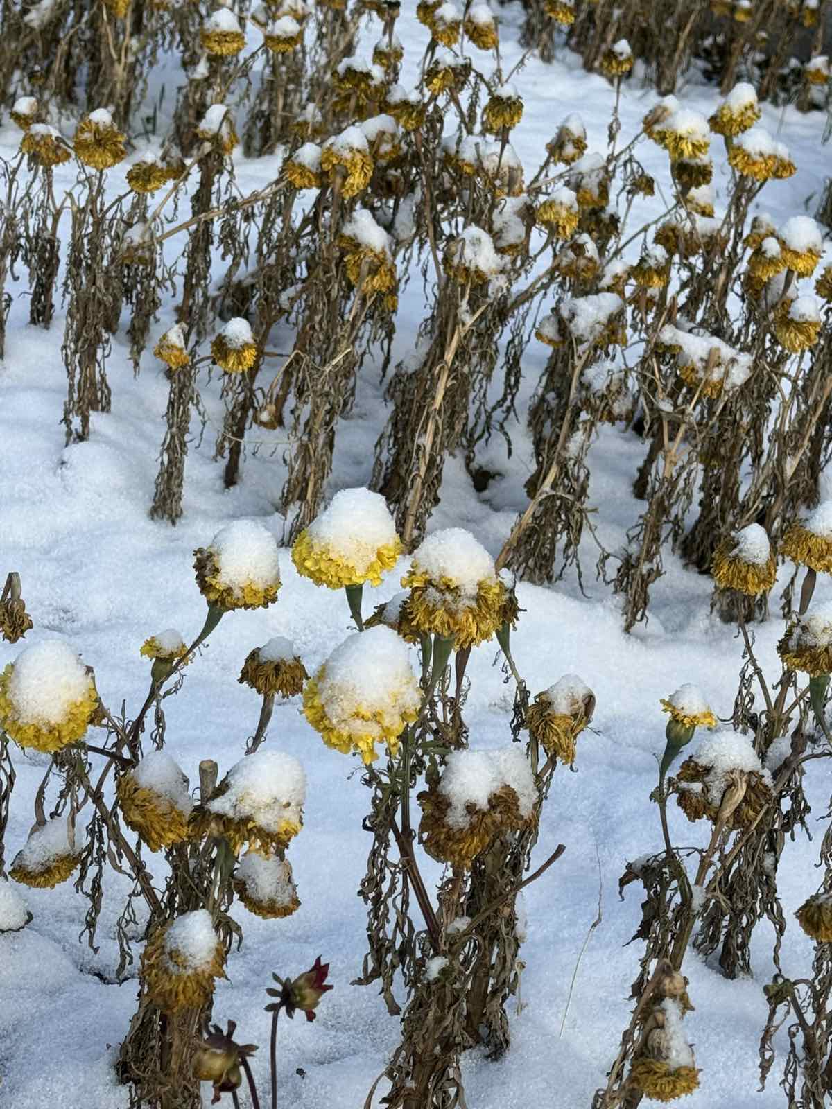 Өнөөдөр төв болон зүүн аймгуудад бороо, нойтон цас орно