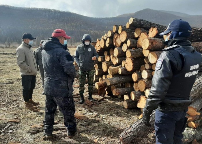 Хууль бусаар хуш мод бэлтгэсэн этгээдийг цагаатгасан шүүгчийн шийдвэрийг хүчингүй болголоо