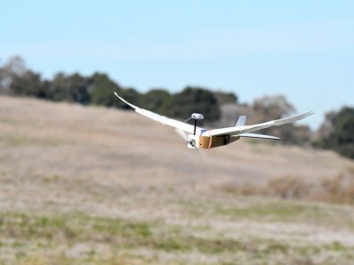 Стэнфордын судлаачид шувуу шиг өдтэй дрон бүтээжээ