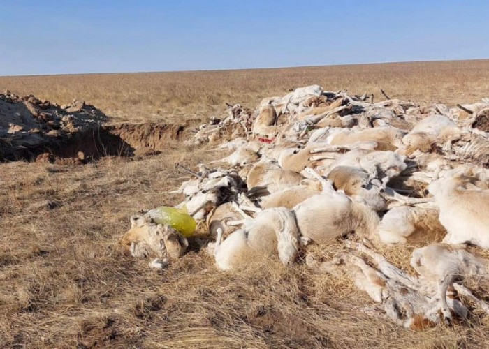 Зээрийн сүрэг үхсэн шалтгааныг тодруулахаар ажлын хэсэг ажиллаж байна