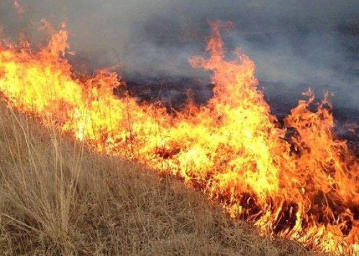 Сүүлийн гурван өдөр 9 удаагийн ой, хээрийн түймрийн дуудлага иржээ