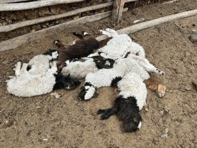 Дорнод аймгийн дөрвөн суманд малын гоц халдварт хонины цэцэг өвчин гарчээ