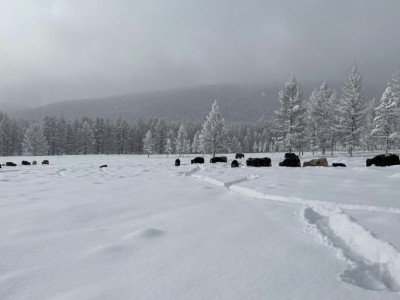 Өвөрхангайн Бат-Өлзий сумын зарим газарт 60-70 см зузаан цас оржээ
