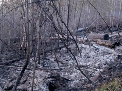 Сэлэнгэ аймагт гарсан ой хээрийн түймрийг цурамд оруулжээ