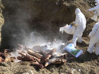 Мөөгөнцөр илэрсэн 15.3 тонн үхрийн махыг устгажээ