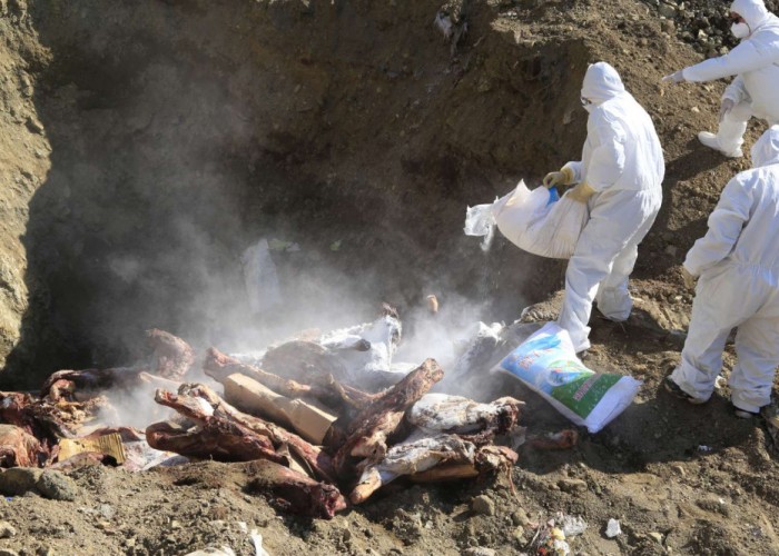 Мөөгөнцөр илэрсэн 15.3 тонн үхрийн махыг устгажээ