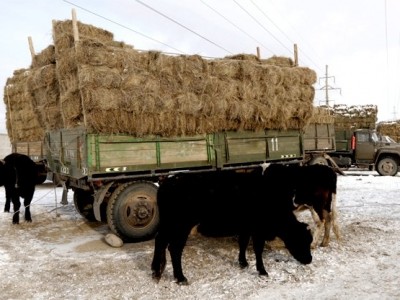 Өвөлжилт хүндэрсэн аймгуудад өвс, тэжээлийг 50 хувь хямдруулан олгоно