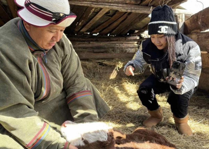 “Нэг жуулчинд-Нэг хонь” хөтөлбөр Булган аймагт хэрэгжиж байна