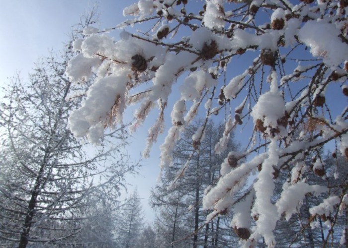 Өнөөдөр Алтай, Хангайн уулархаг нутгаар цас орж, нутгийн зүүн хагаст хүйтэн байна