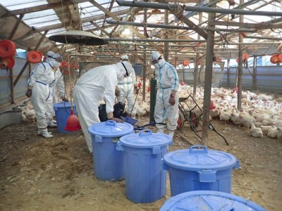 Японд шувууны ханиад гарч хагас сая тахиа устгажээ