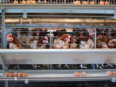 “Хүнсний хувьсгал”-ын хүрээнд 53 үйлдвэр ашиглалтад оржээ