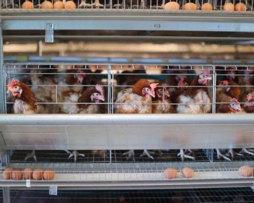 “Хүнсний хувьсгал”-ын хүрээнд 53 үйлдвэр ашиглалтад оржээ