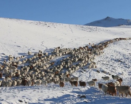 Нийт есөн аймгийн 36 сум цагаан зудтай байна