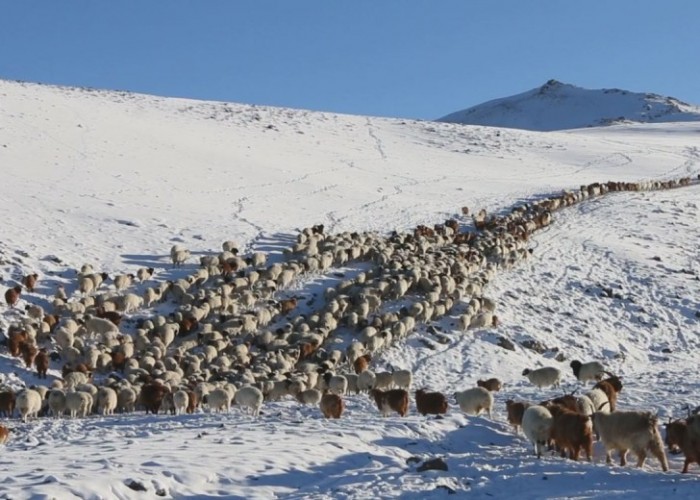 Нийт есөн аймгийн 36 сум цагаан зудтай байна