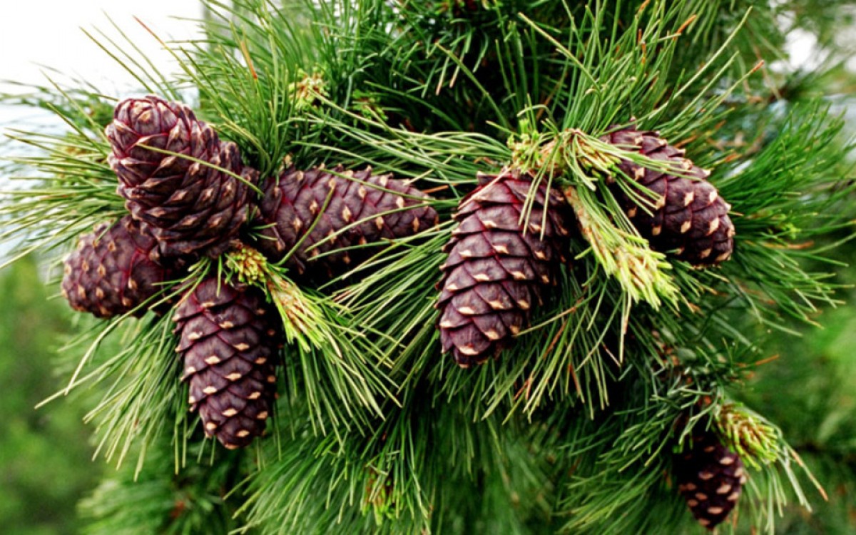 Иргэн та нэг удаа 50 кг хүртэл самар түүж болно