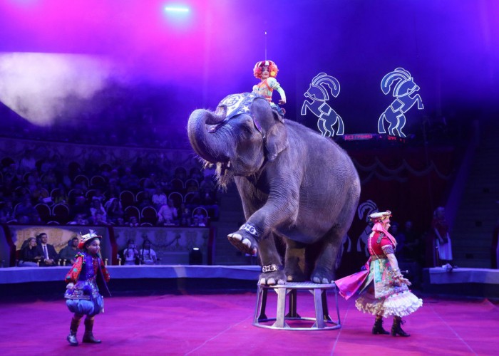 Циркийн продакшнууд үнэ төлбөргүй тоглоно