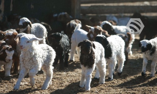 Улсын хэмжээнд 4,2 сая мал төллөжээ