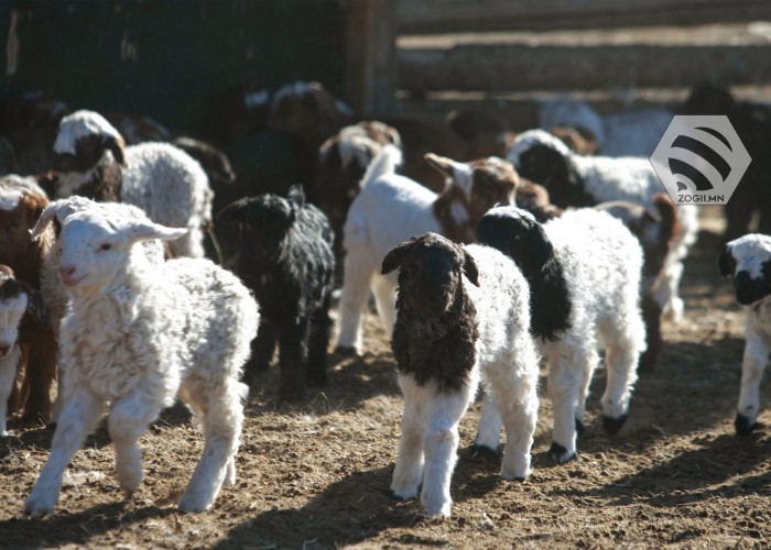 Улсын хэмжээнд 4,2 сая мал төллөжээ