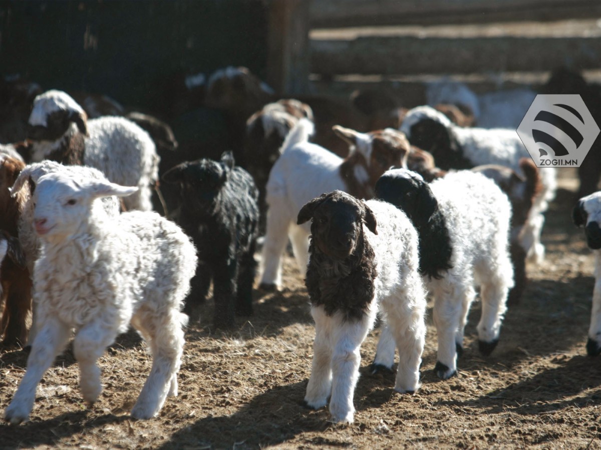 Улсын хэмжээнд 4,2 сая мал төллөжээ