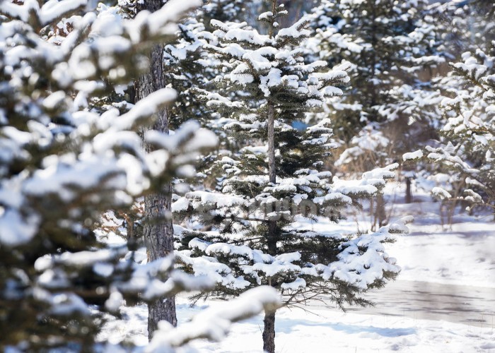 Зарим нутгаар үүлшинэ, цас орно